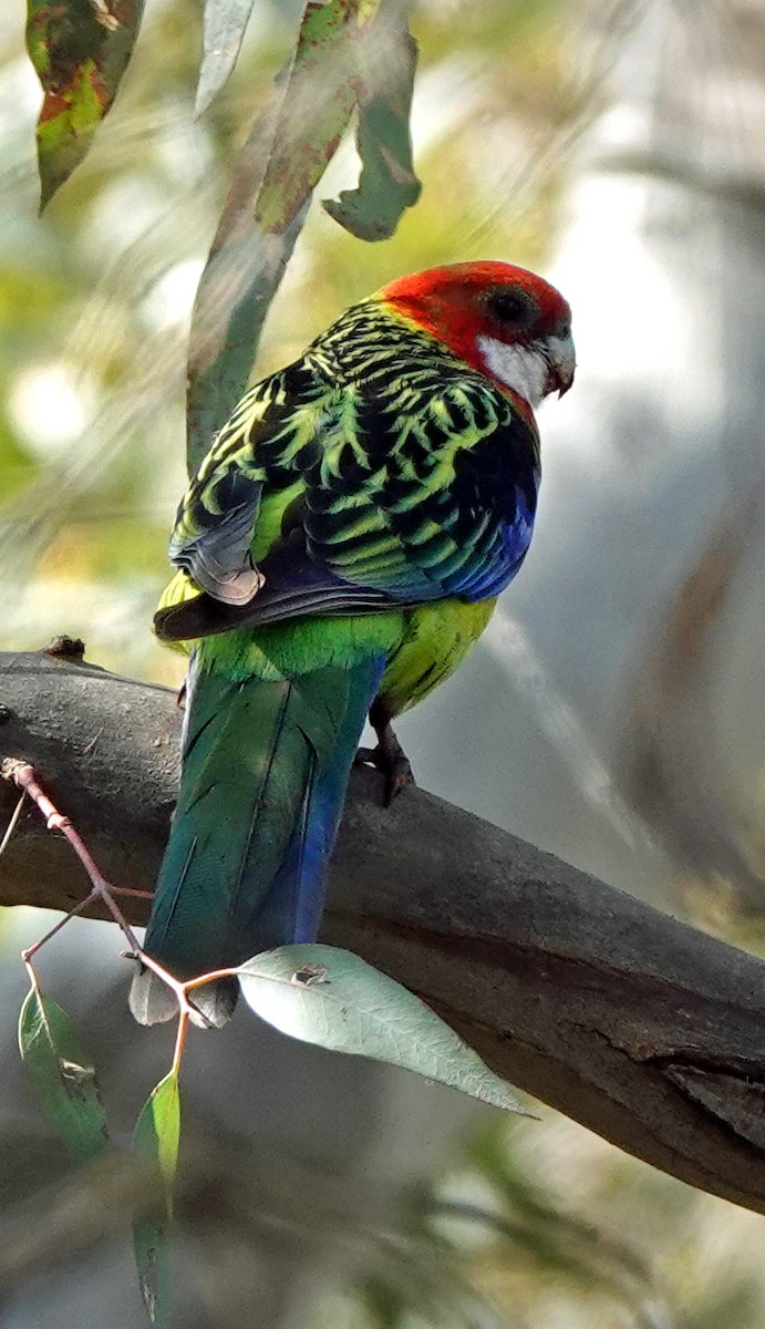 Eastern Rosella - Russell Scott