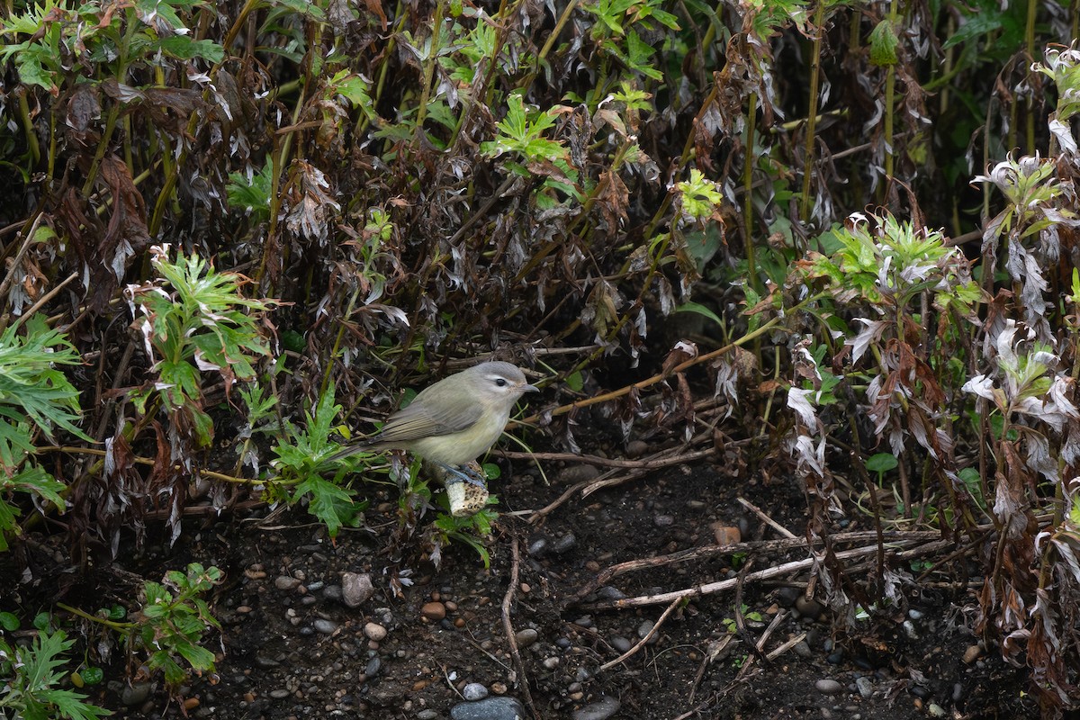 Warbling Vireo - ML609005066