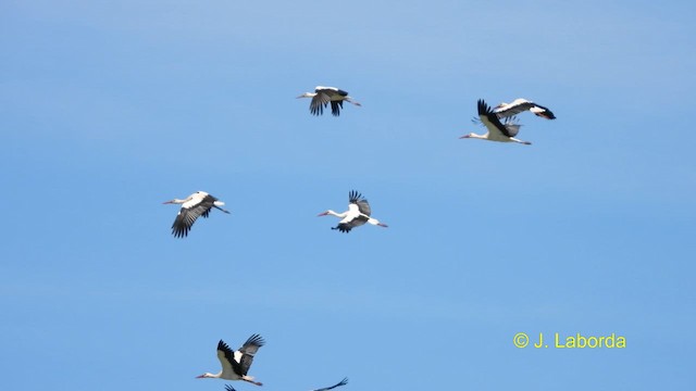 White Stork - ML609005112