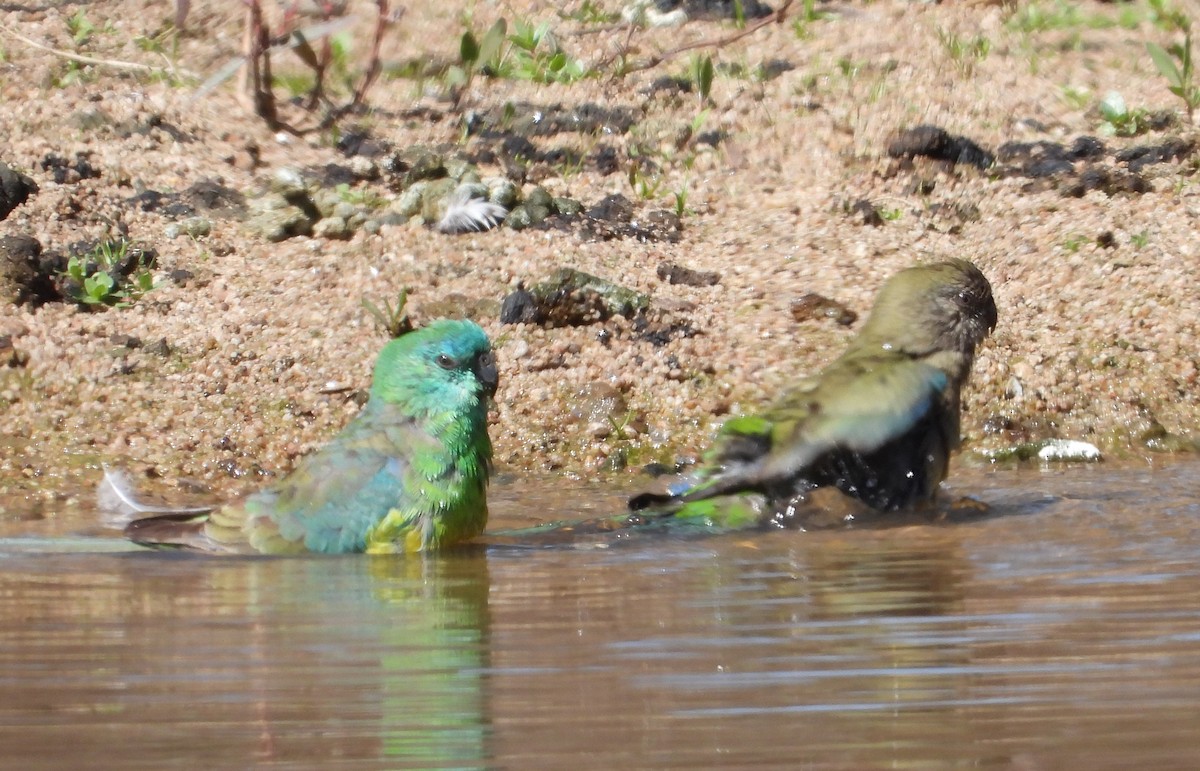 Red-rumped Parrot - ML609005114