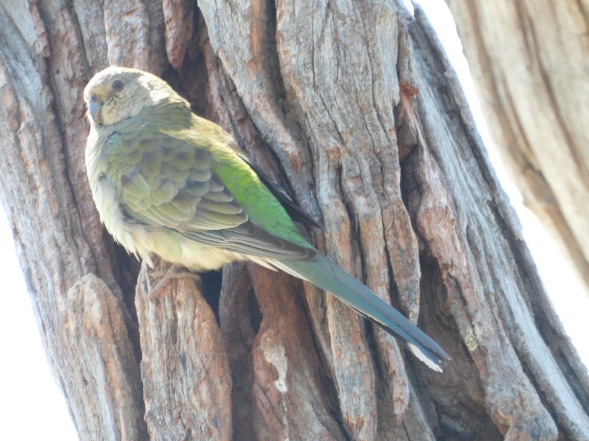 Red-rumped Parrot - ML609005124