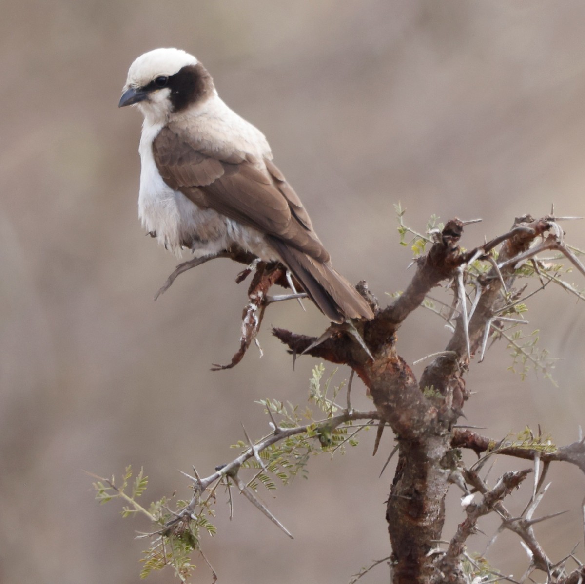 White-crowned Shrike - ML609005134
