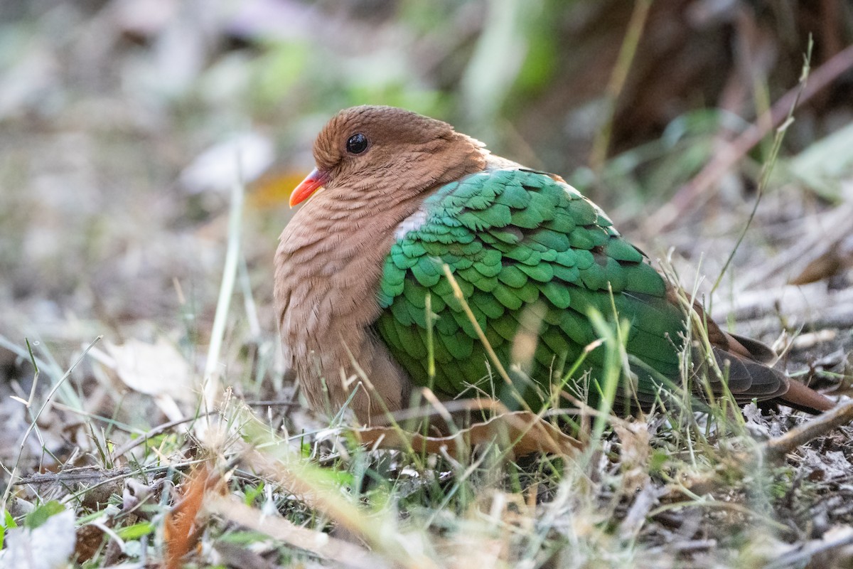 Pacific Emerald Dove - Brendan Tucker