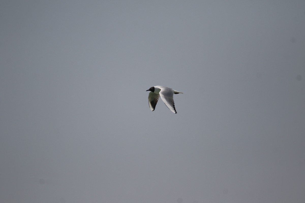 Black-headed Gull - Hassan Rokni