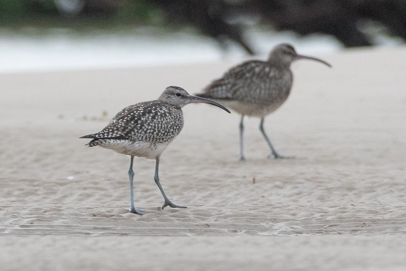 Whimbrel - ML609005247