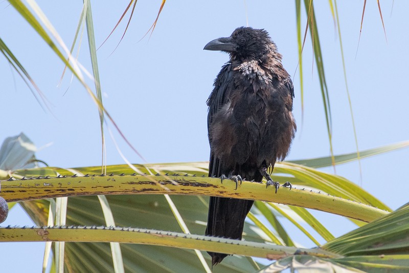 Somali Crow - Andrew Schoeman