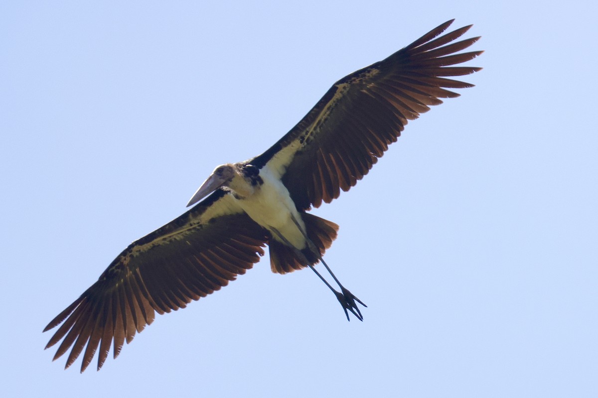 Lesser Adjutant - ML609005357