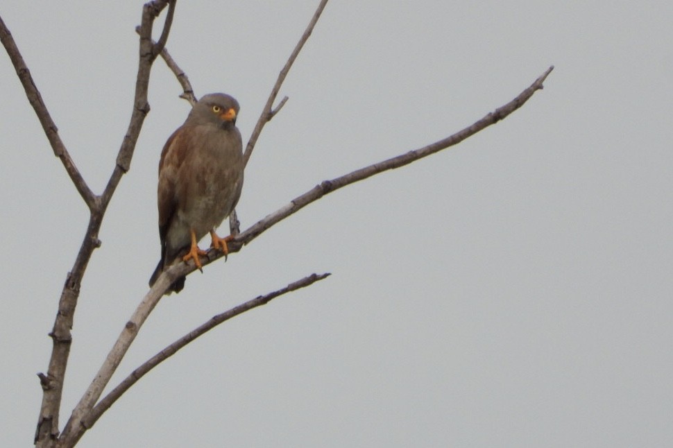 Rufous-winged Buzzard - Ian Davies