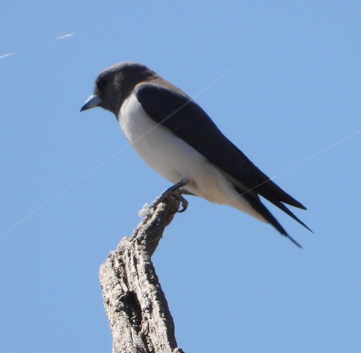 White-breasted Woodswallow - ML609005604