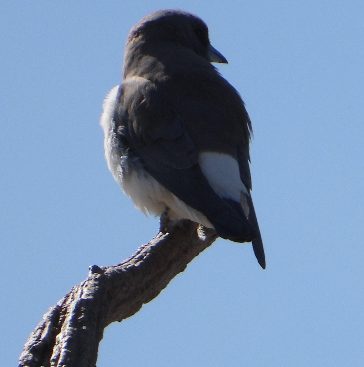 White-breasted Woodswallow - ML609005606