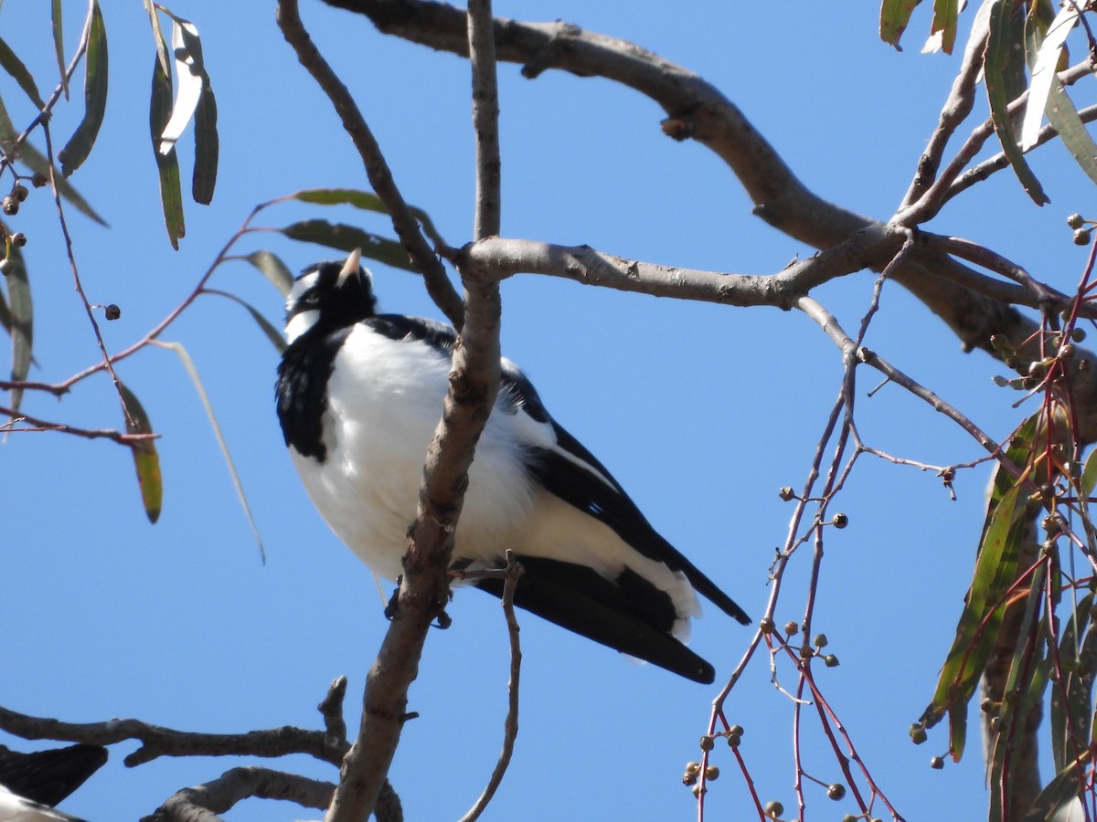 Magpie-lark - ML609005611