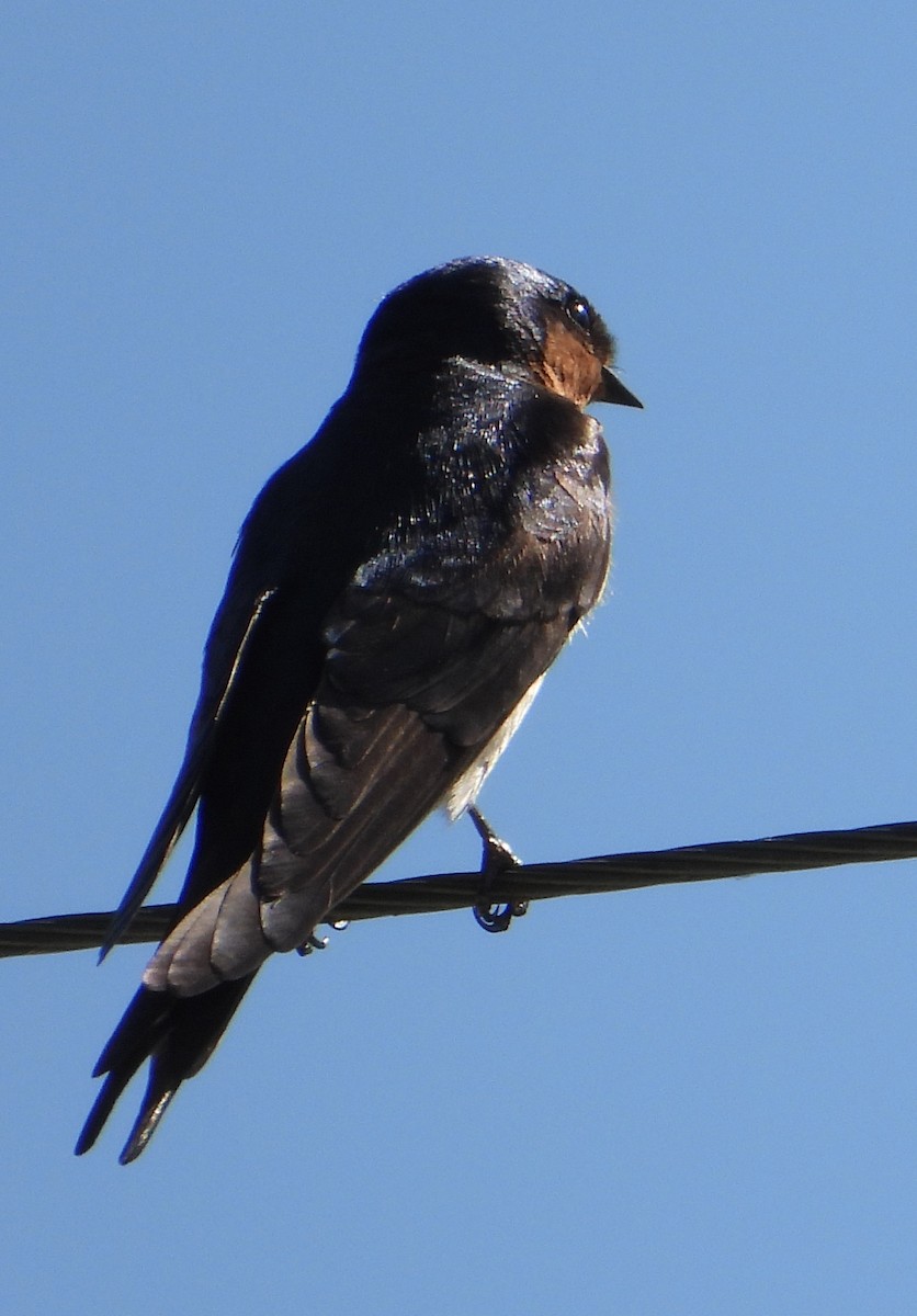 Golondrina Australiana - ML609005645