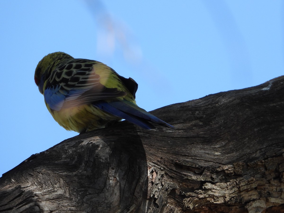 Crimson Rosella - ML609005697