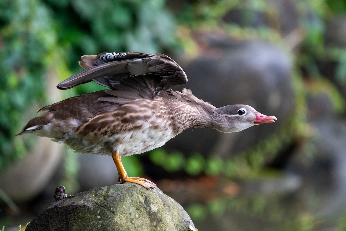 Mandarin Duck - ML609005716