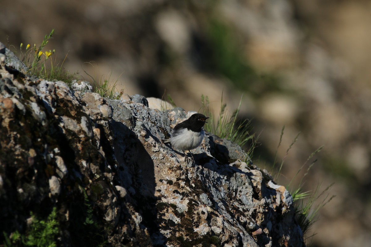 Hume's Wheatear - ML609005718