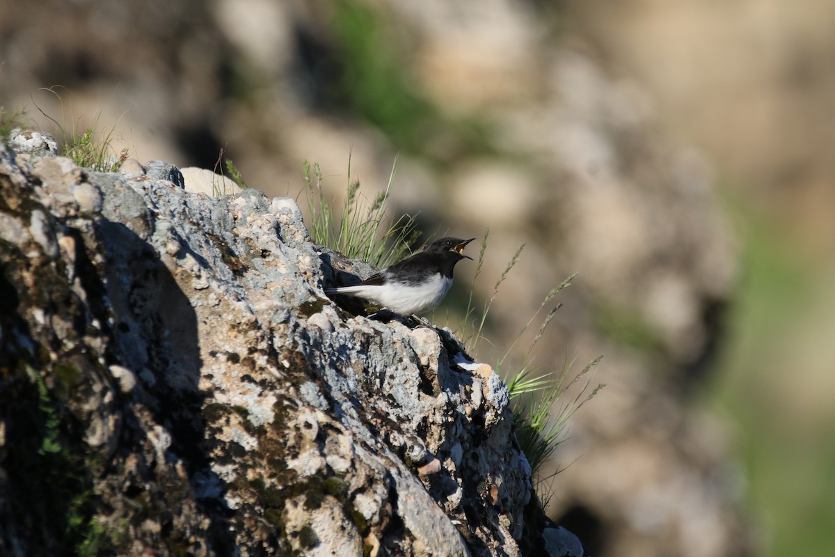 Hume's Wheatear - ML609005719