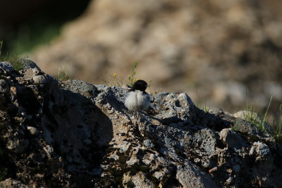 Hume's Wheatear - ML609005720