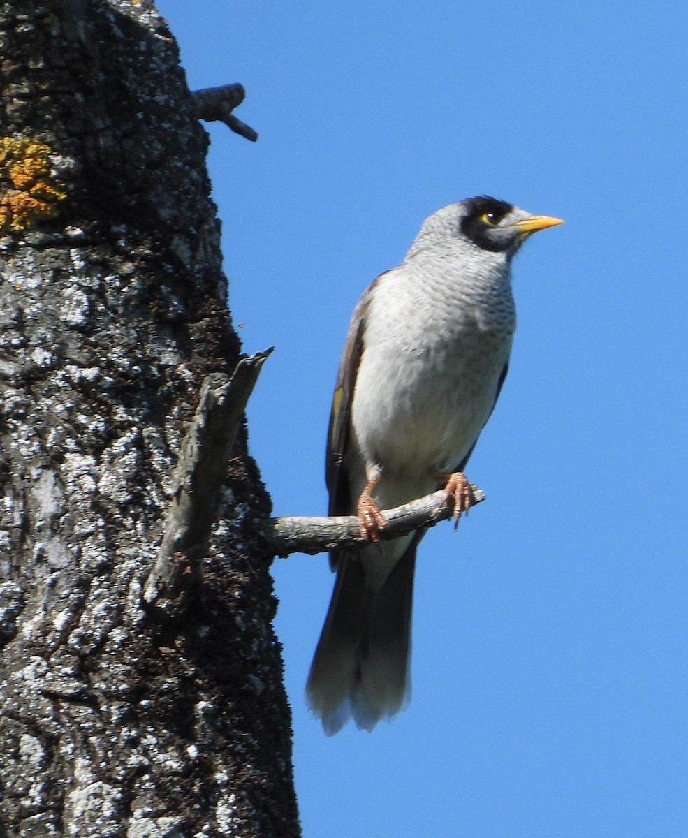 Noisy Miner - ML609005794