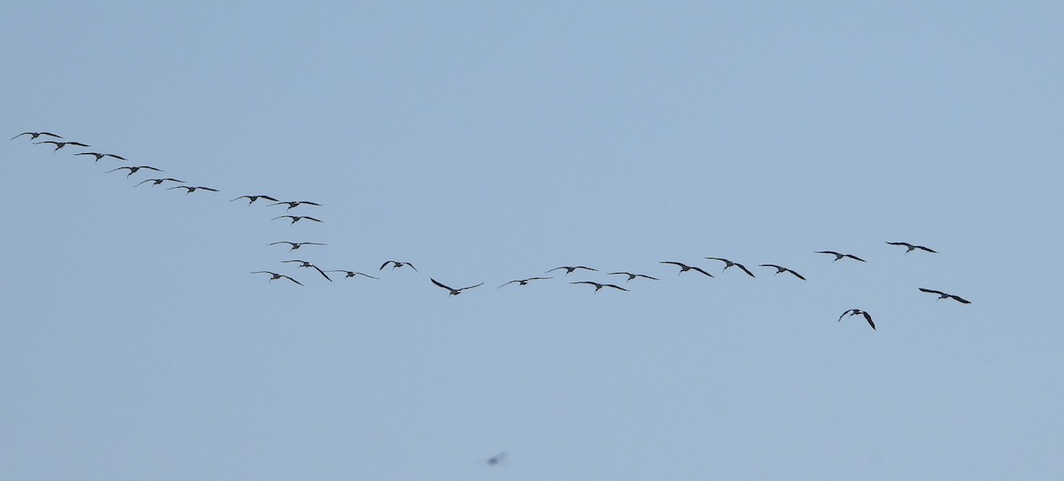 Straw-necked Ibis - ML609005820