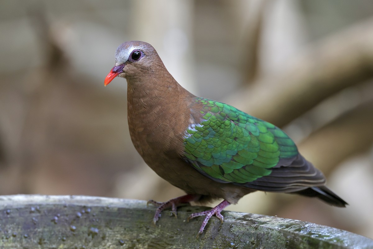 Asian Emerald Dove - ML609005841