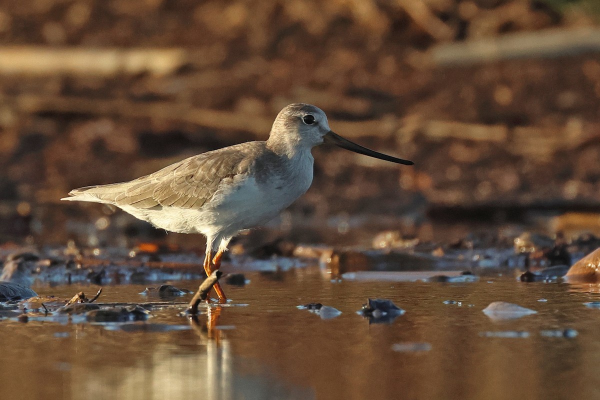 Terek Sandpiper - ML609005842