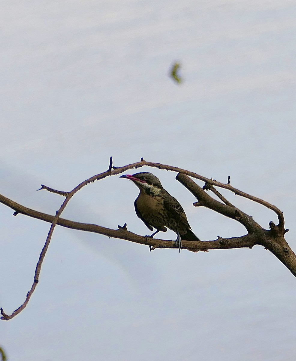 Spiny-cheeked Honeyeater - ML609005924