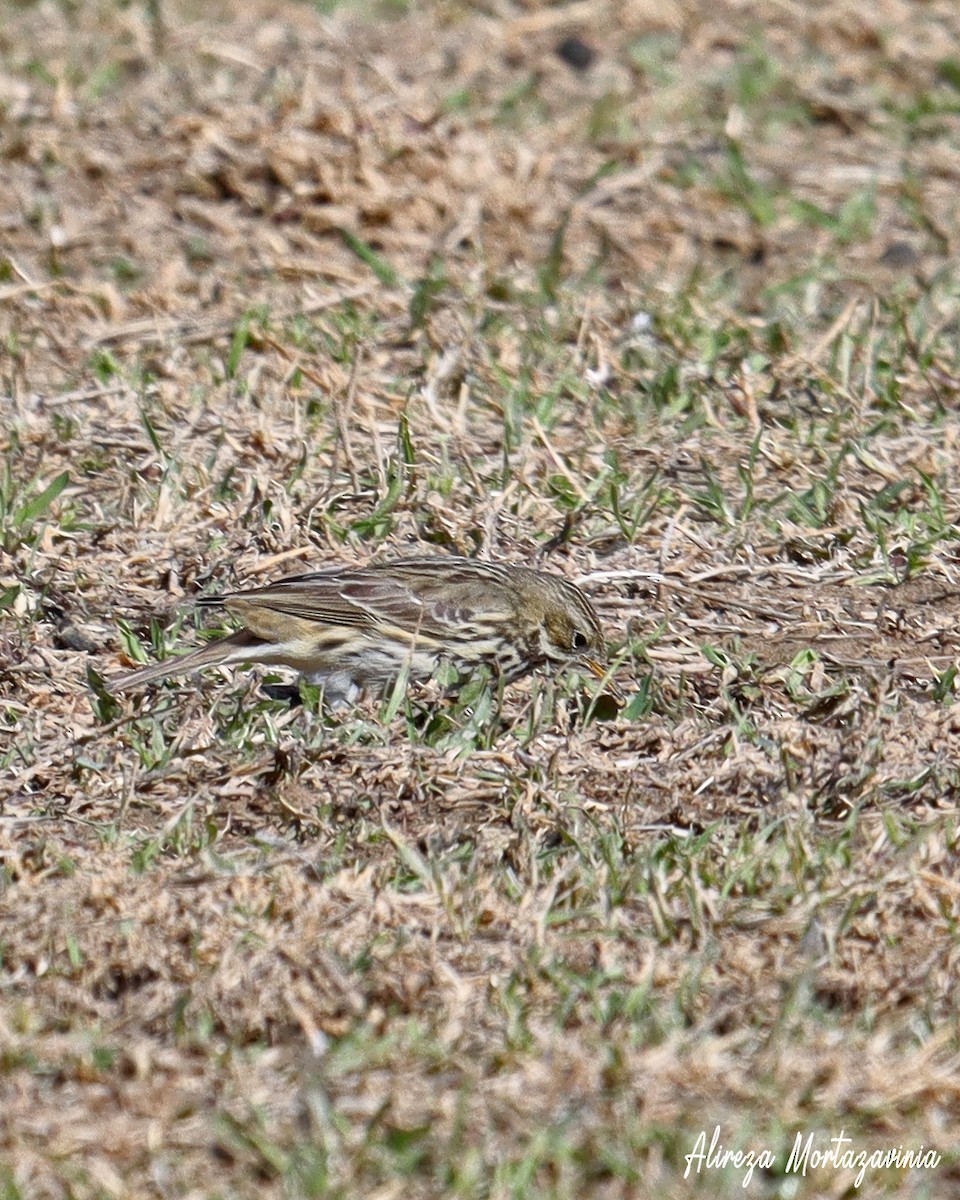 Meadow Pipit - ML609005997