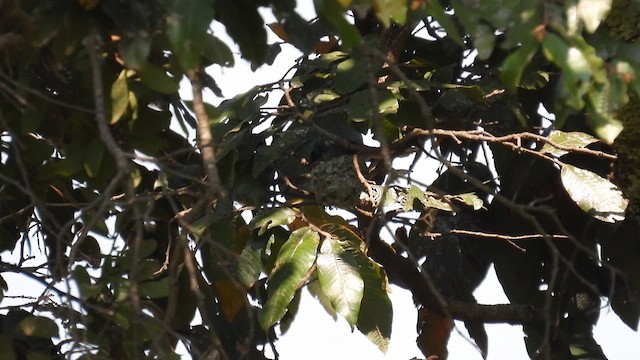 Ak Kuyruklu Gökçe Sinekkapan - ML609006004