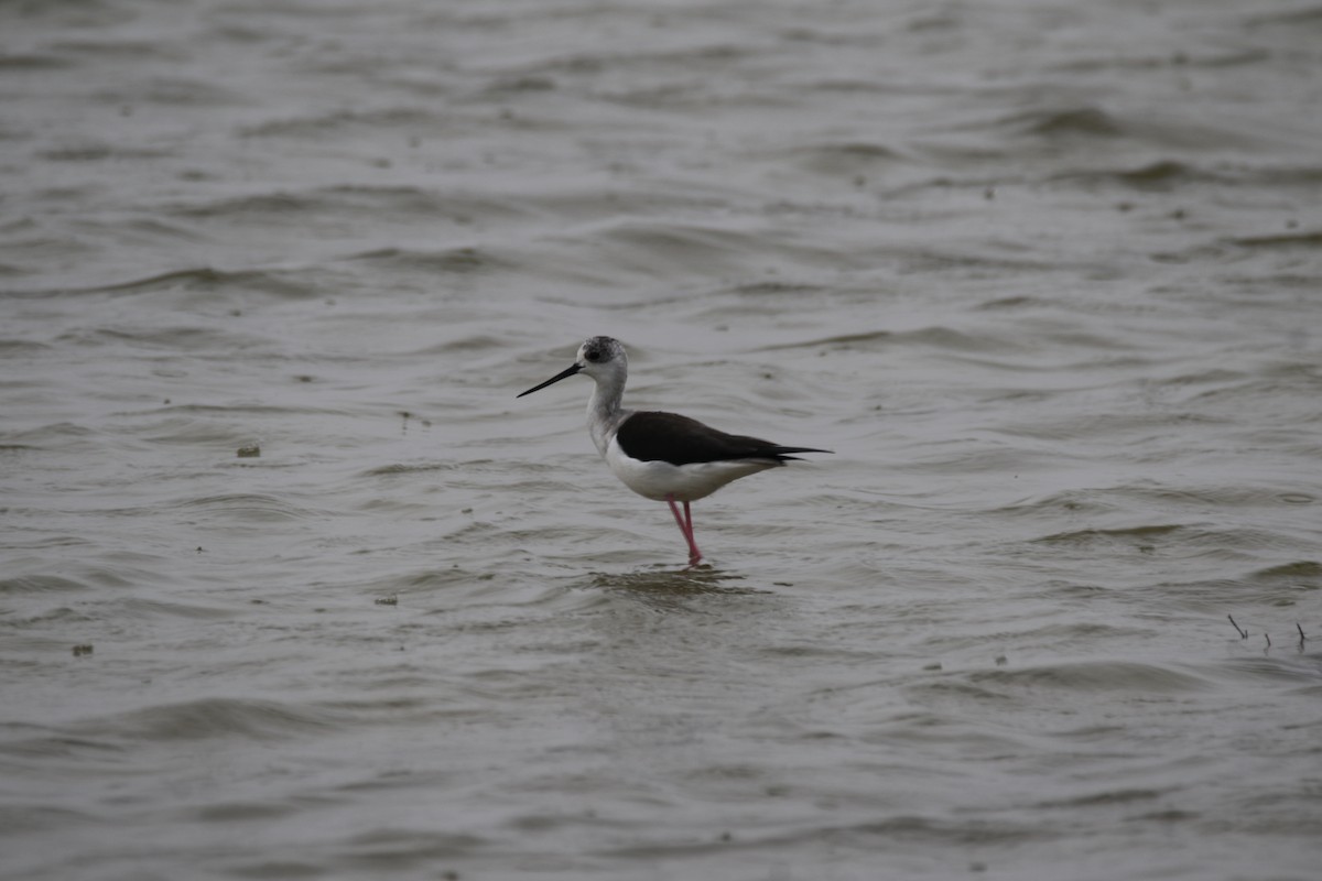 Black-winged Stilt - ML609006019