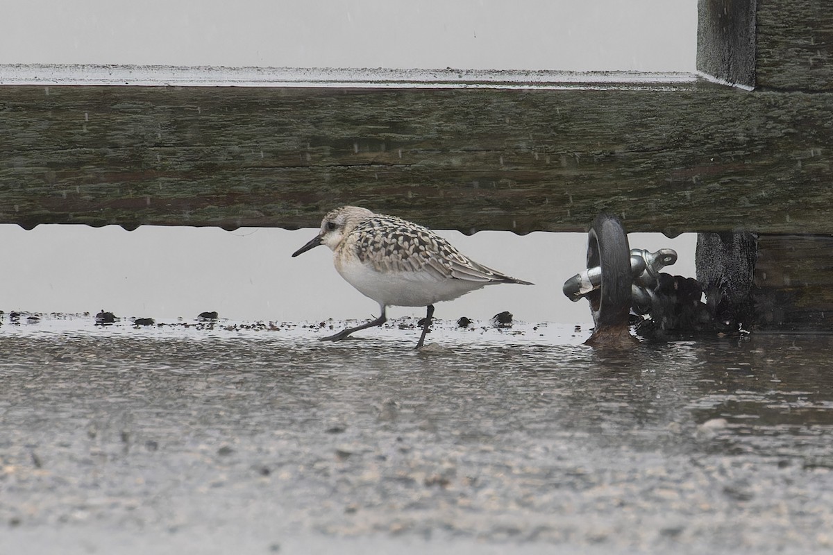 Bécasseau sanderling - ML609006023