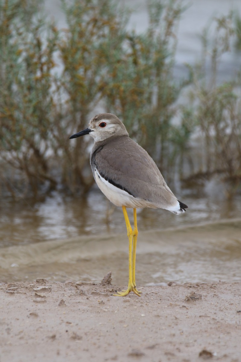 White-tailed Lapwing - Hassan Rokni
