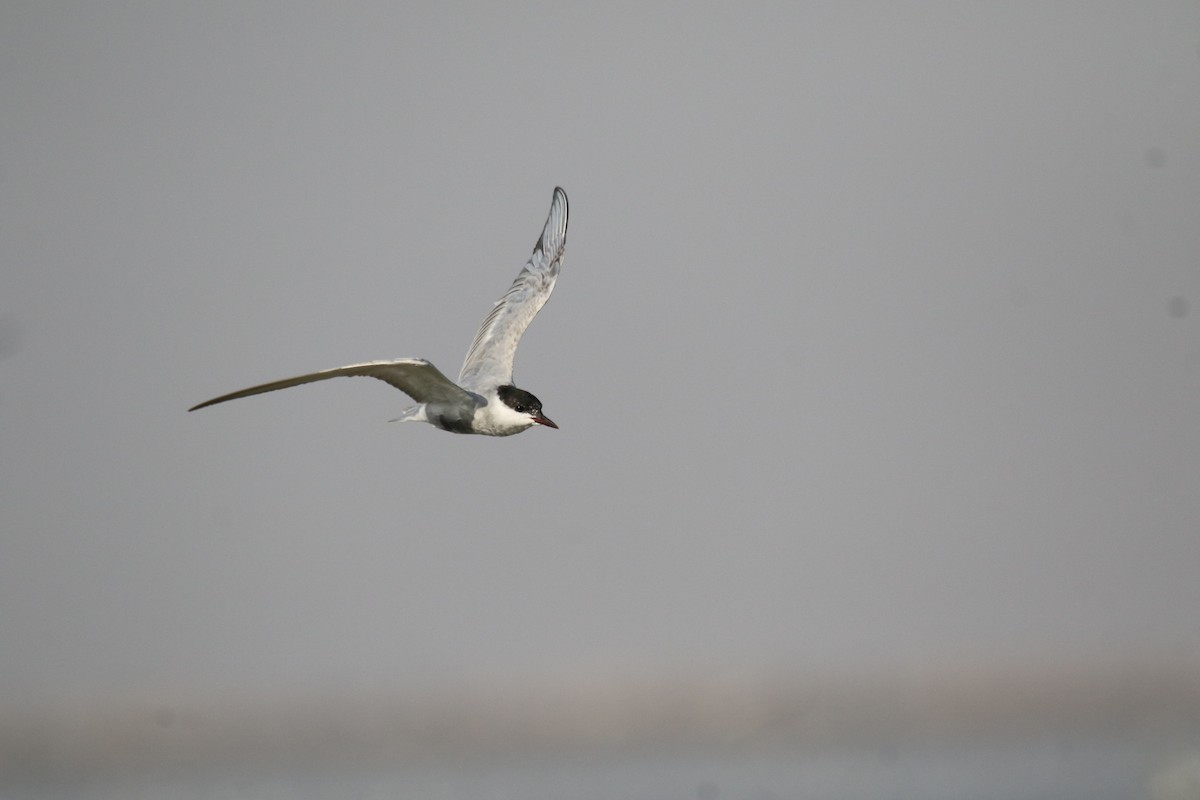 Whiskered Tern - ML609006035