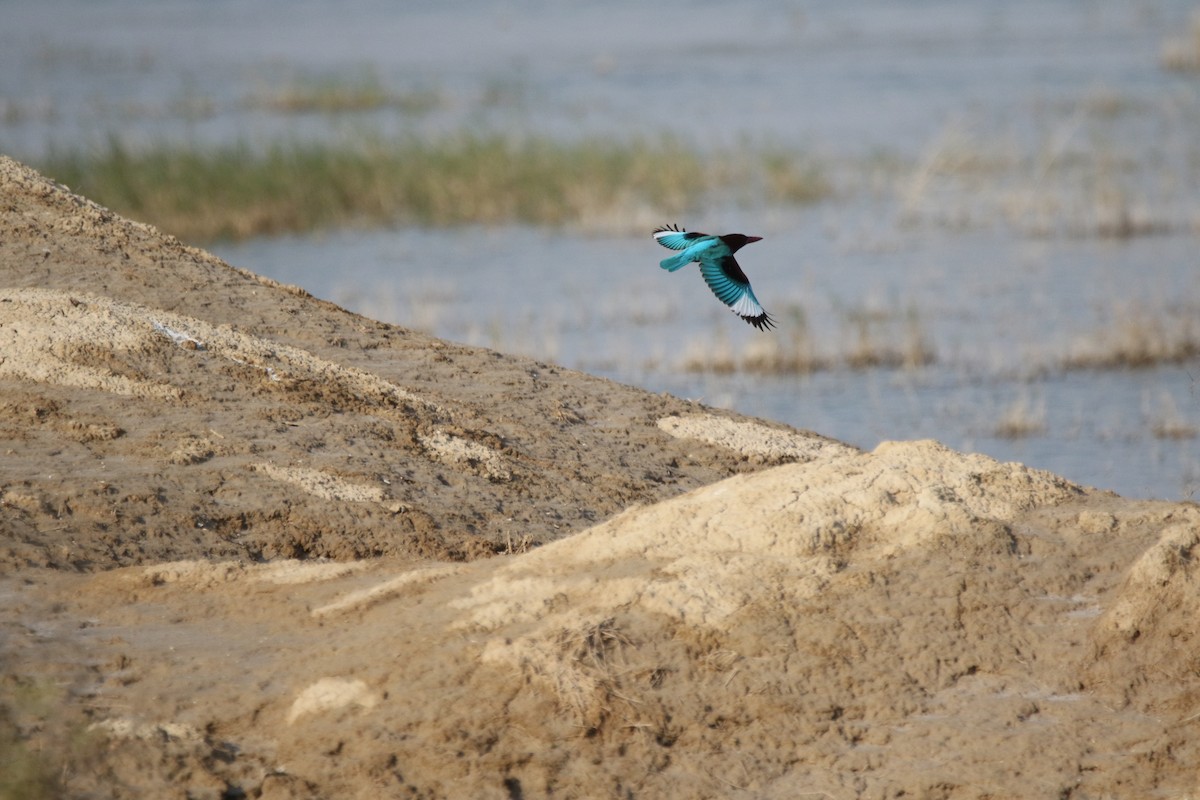 White-throated Kingfisher - ML609006049