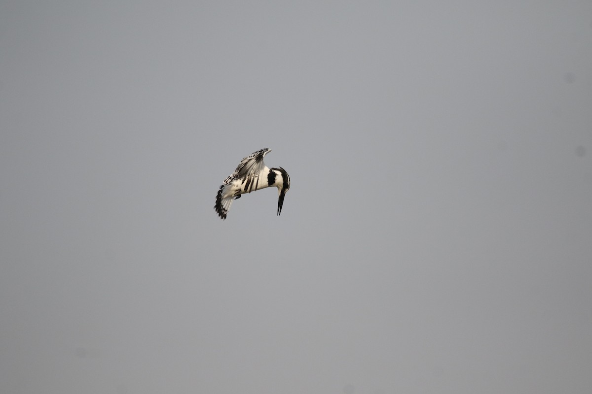 Pied Kingfisher - ML609006053