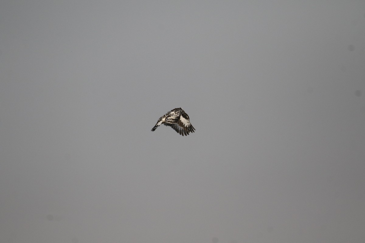 Pied Kingfisher - ML609006054