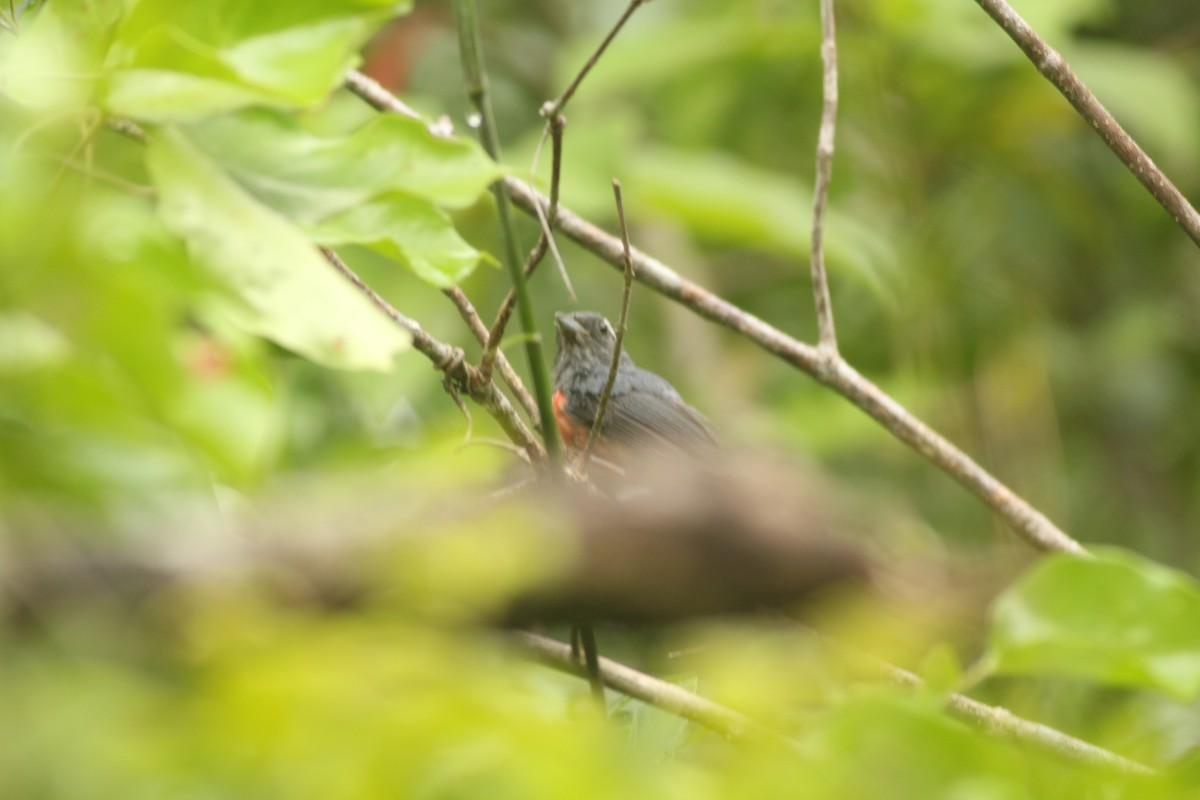 Gray-throated Chat - ML609006067