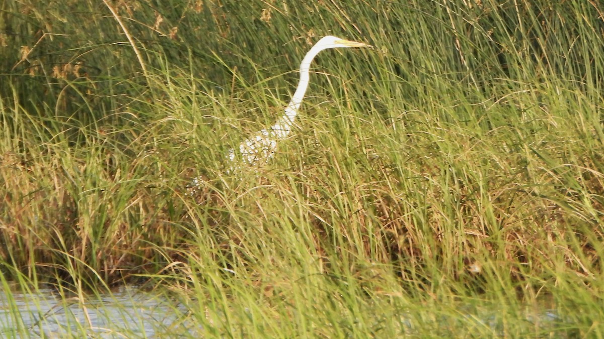 Great Egret - Girish Chhatpar