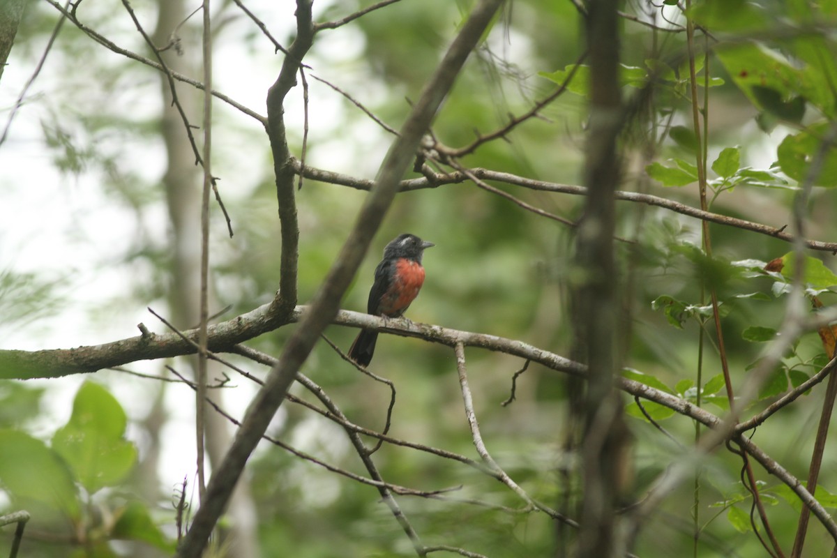 Gray-throated Chat - ML609006078