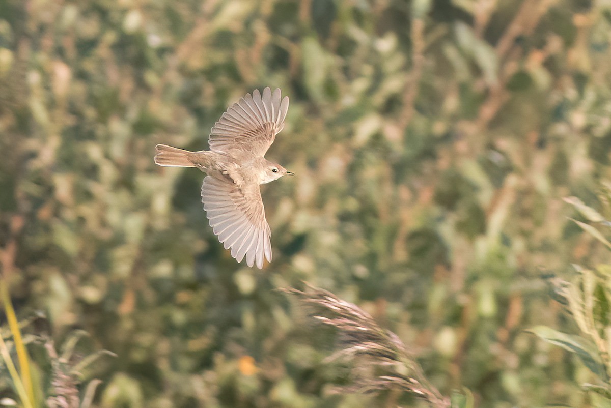 Booted Warbler - ML609006085