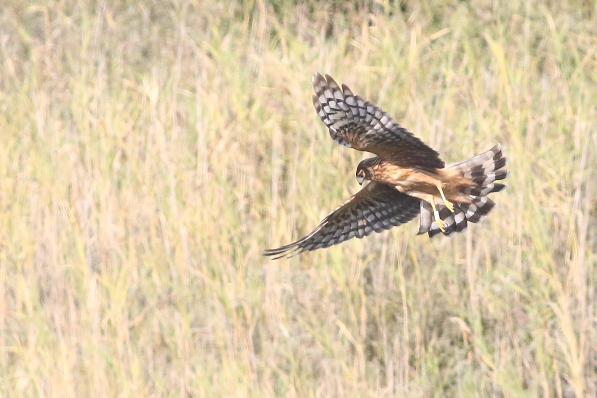 moták pilich - ML609006088