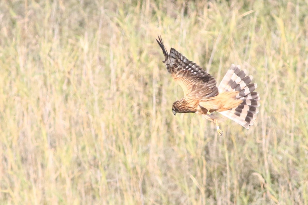 Hen Harrier - ML609006089