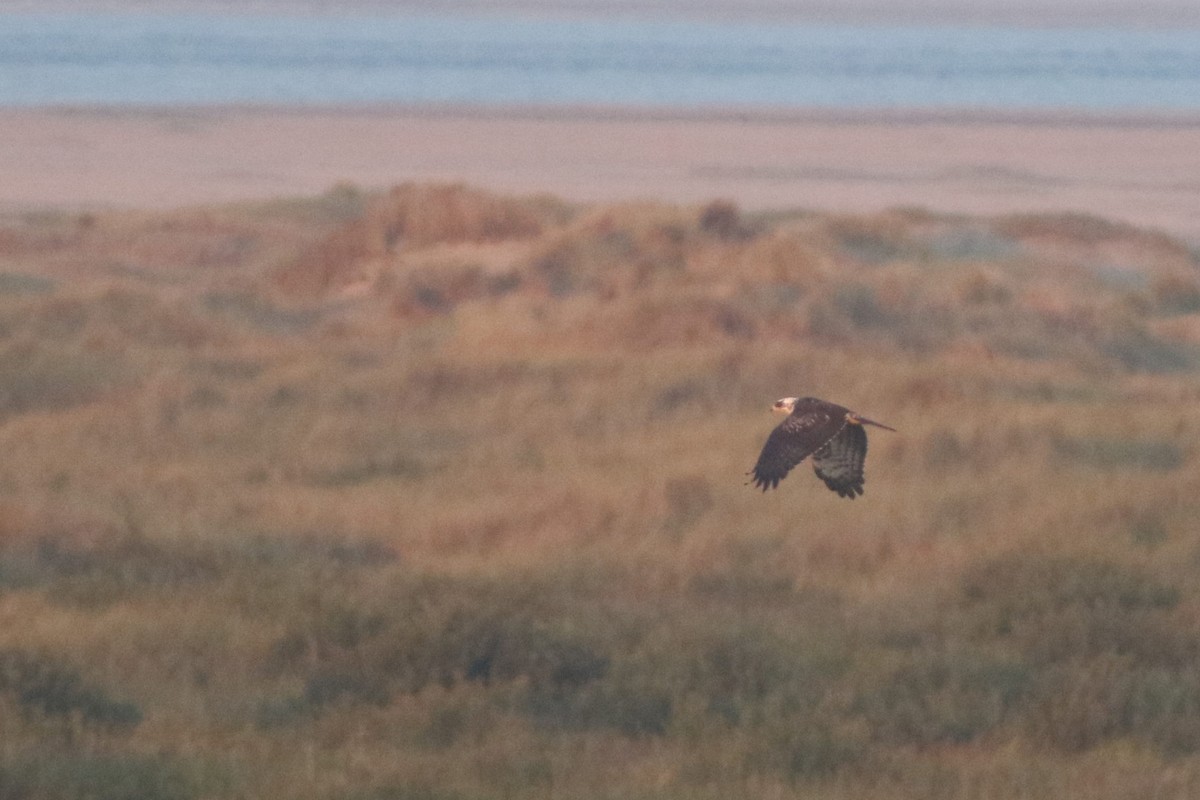 European Honey-buzzard - ML609006092