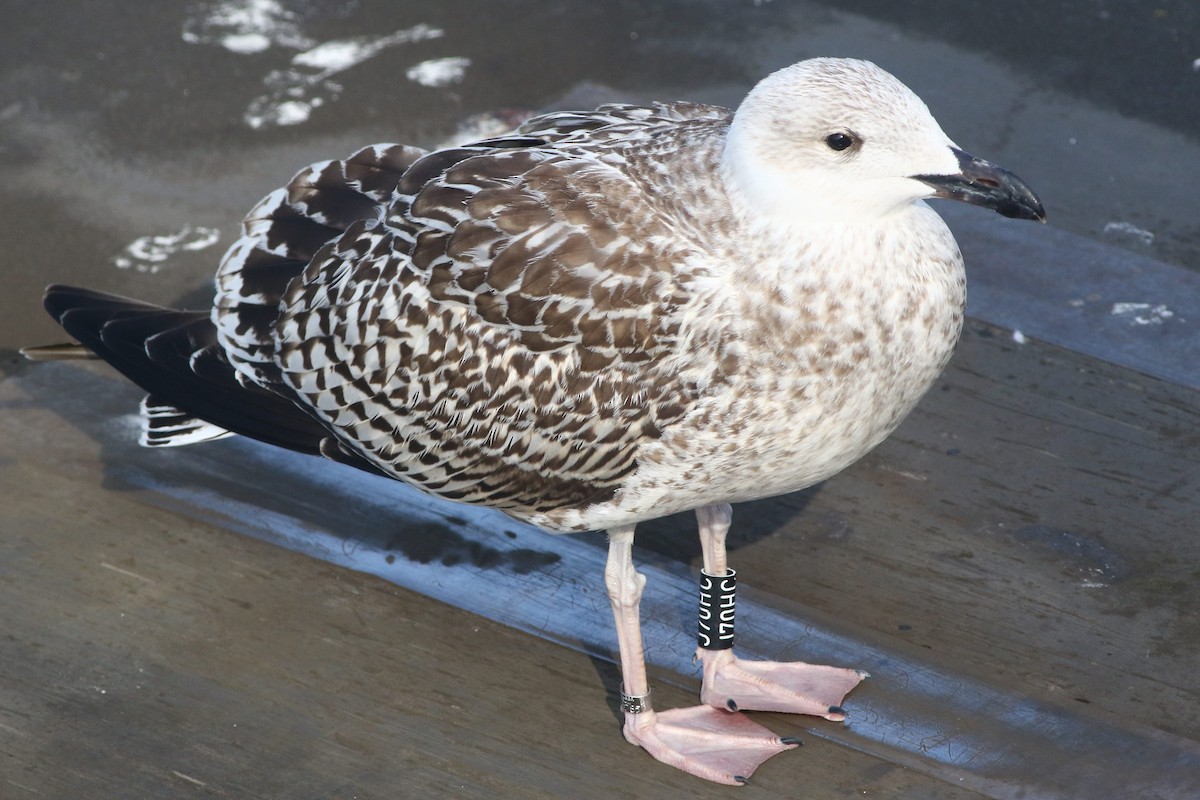 Great Black-backed Gull - ML609006109