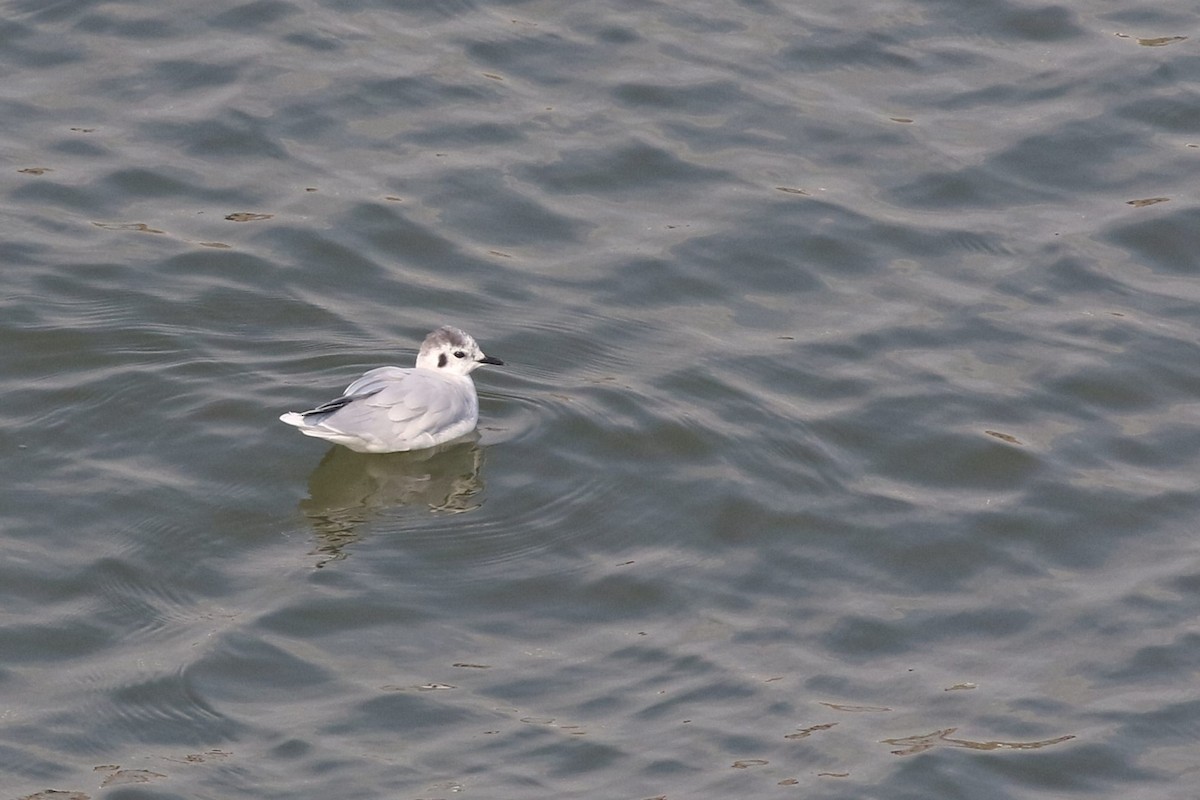 Little Gull - ML609006129
