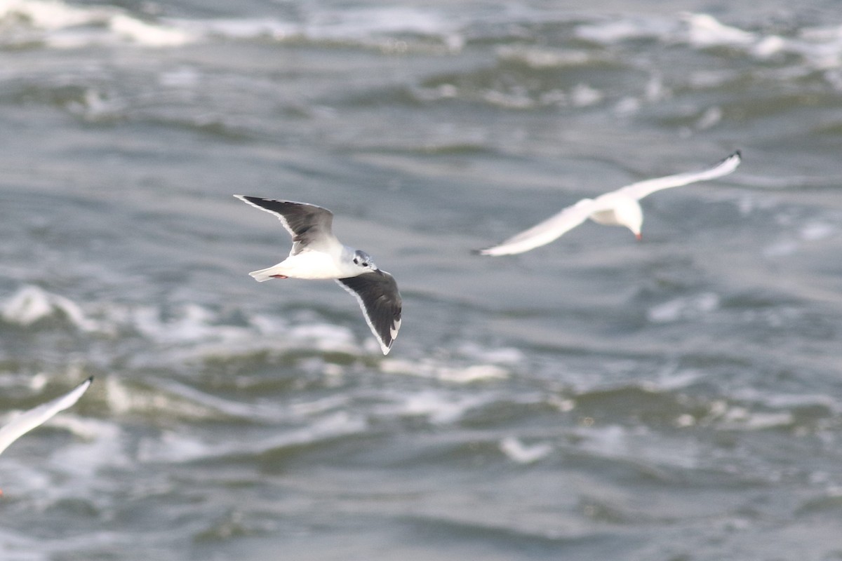 Little Gull - ML609006130