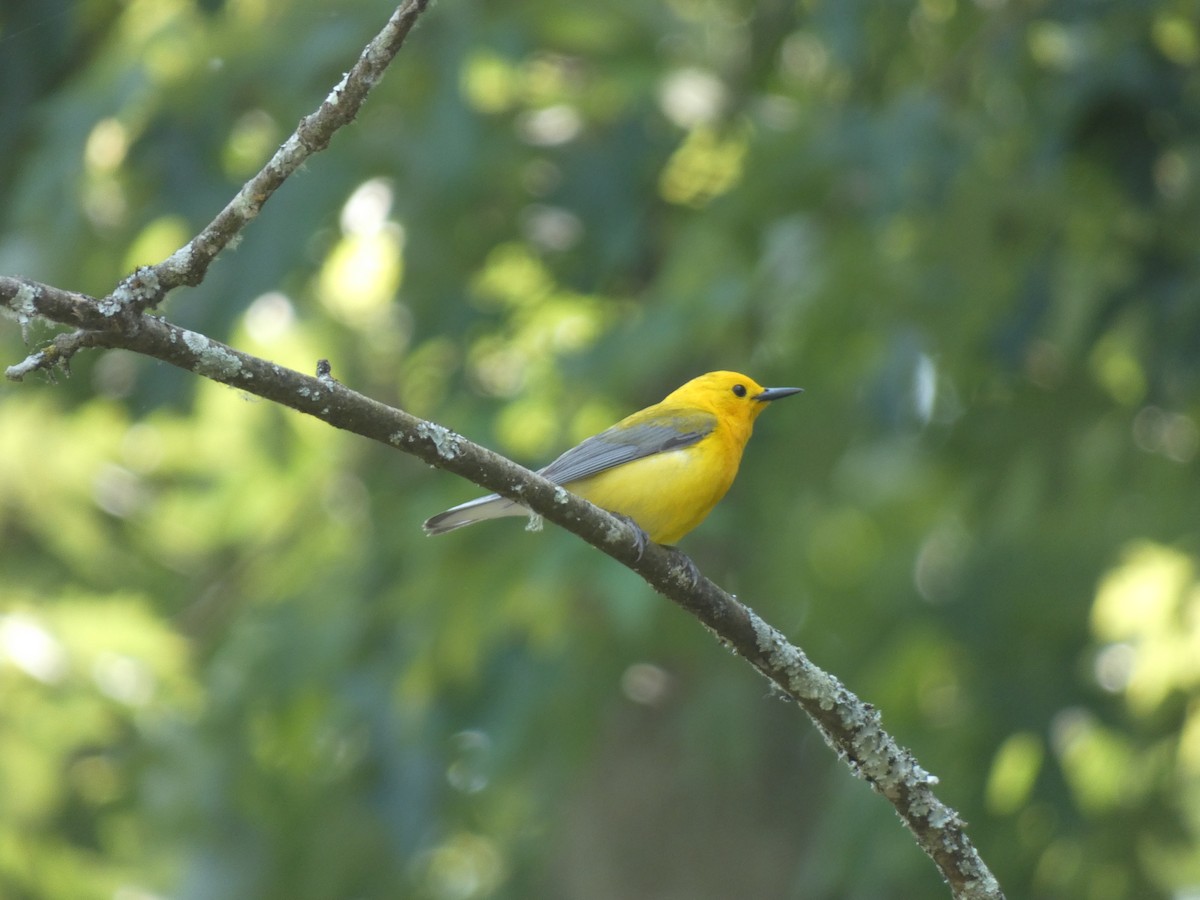 Prothonotary Warbler - ML609006225