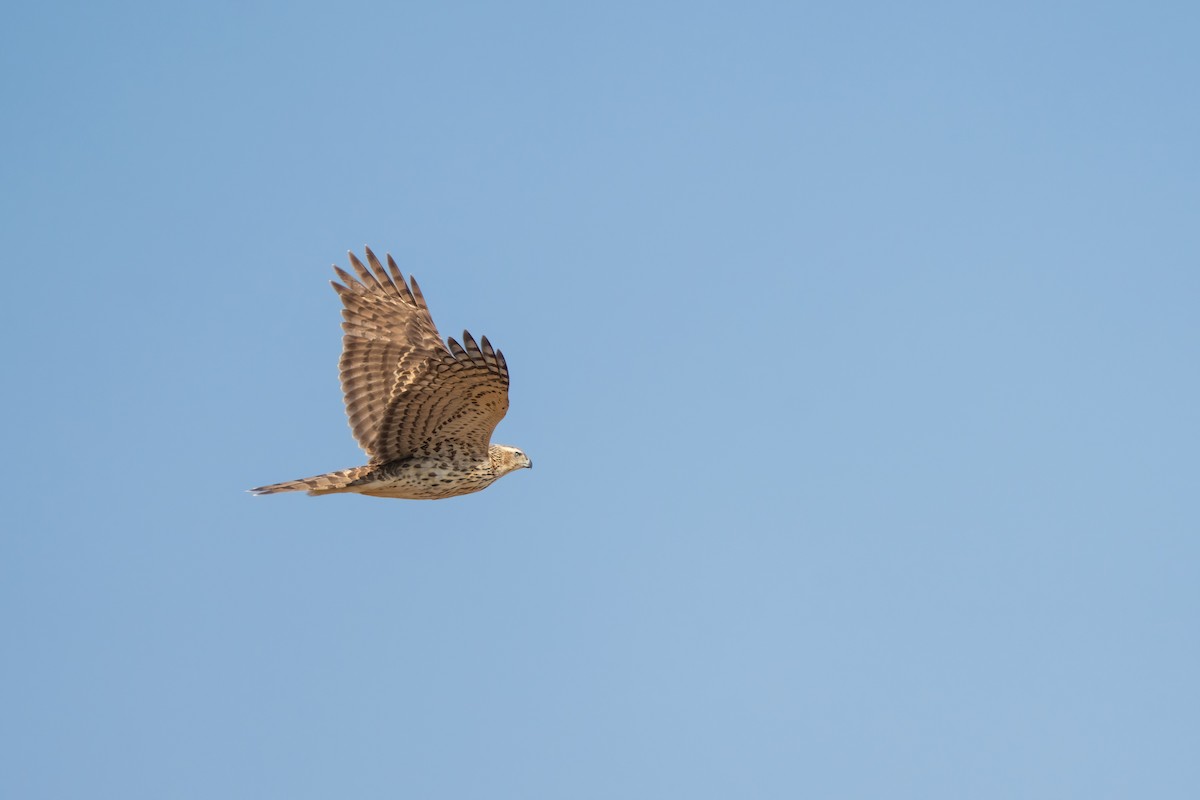 American Goshawk - ML609006290