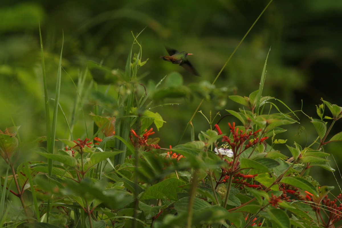 Blue-throated Goldentail - Sergio Gómez Villaverde