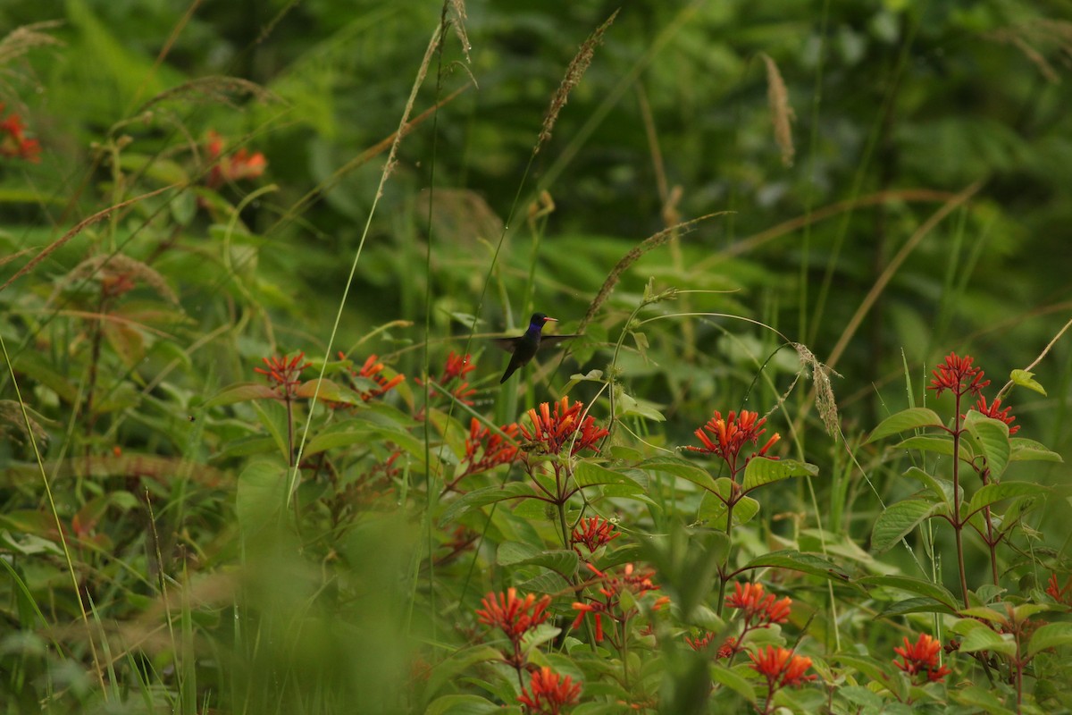 Blue-throated Goldentail - ML609006310