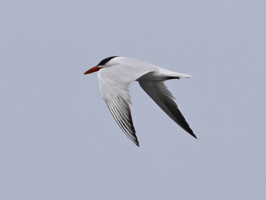 Caspian Tern - Mark Dennis